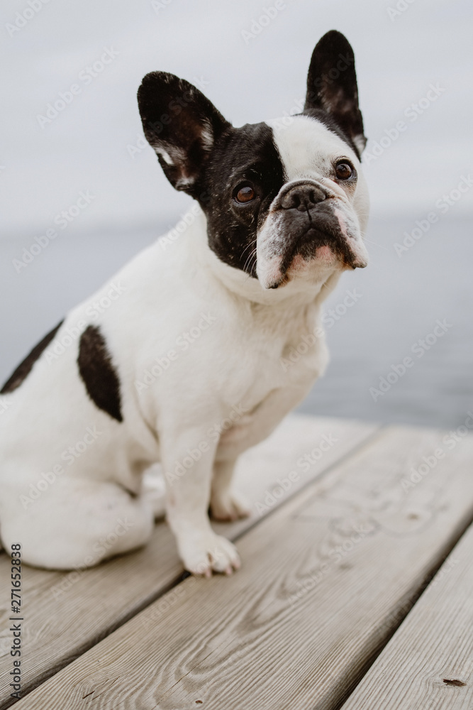 Adorable French Bulldog sitting on wooden pier near waving sea on gray day on beach Adorable French Bulldog sitting on wooden pier near waving sea on gray day on beach