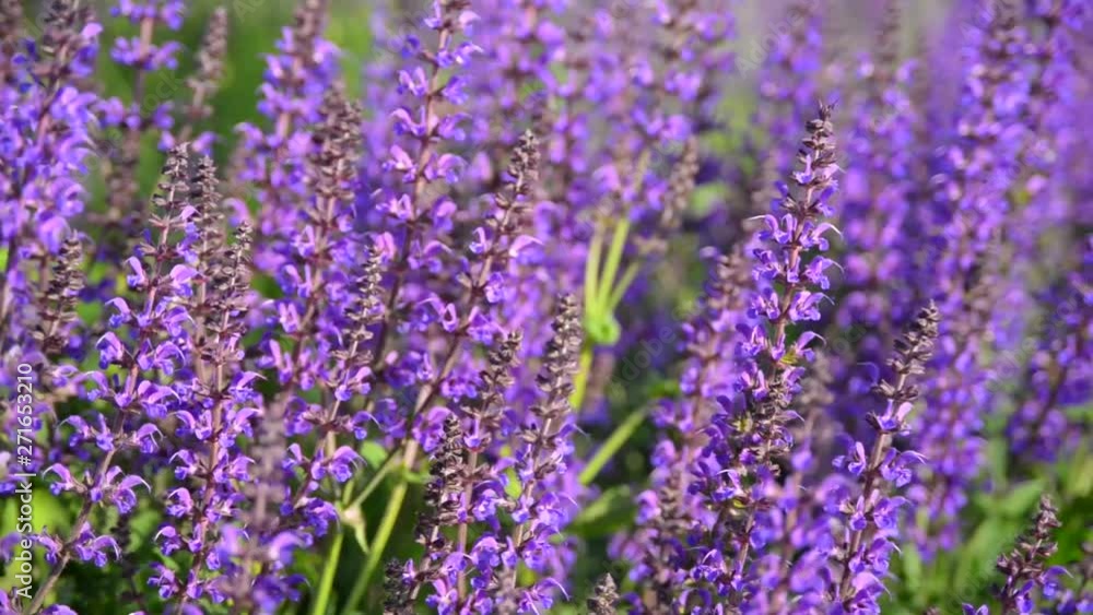 Lavender flowers at sunset light Lavender flowers at sunset light