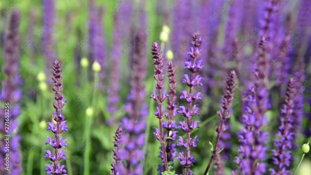 Lavender flowers at sunset light Lavender flowers at sunset light