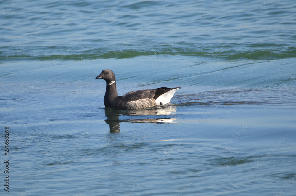 Fototapeta premium Bernache cravant (Branta bernicla)