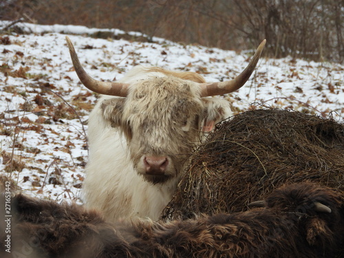 highland cow on a background