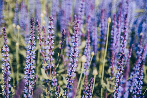 Lavender flowers at sunset light