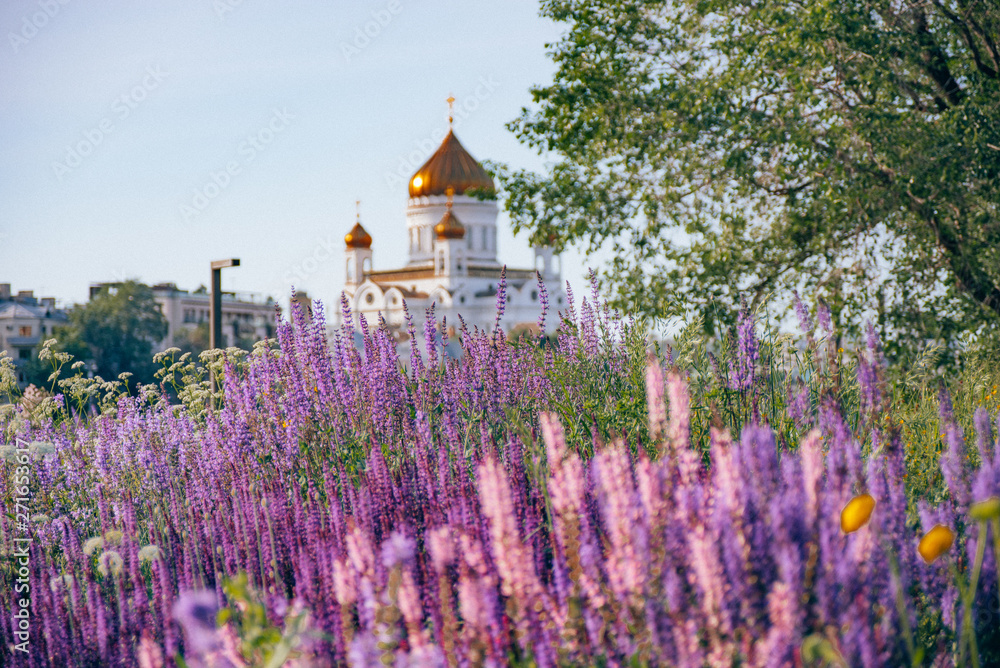 Lavender flowers in Gorky Park in Moscow, Russia
