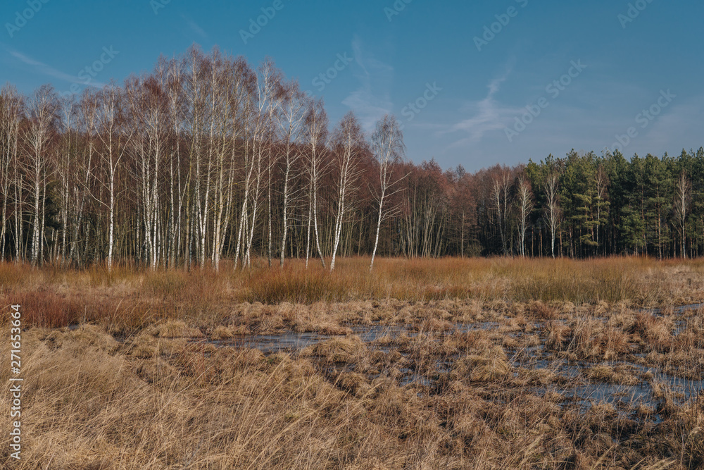 landscape with swamps