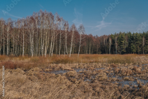 landscape with swamps © michal812