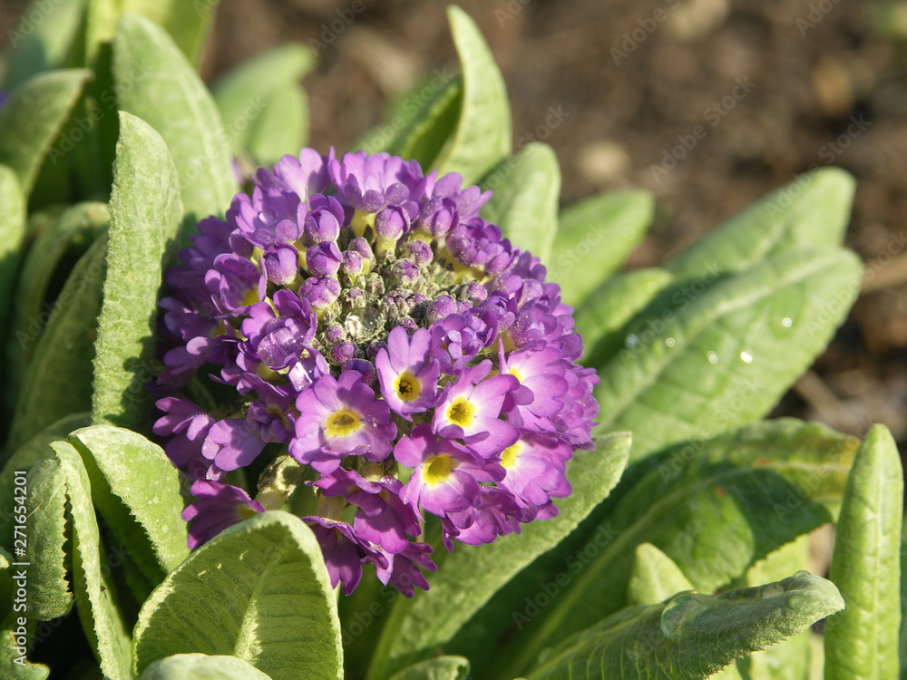 Цветок Примула