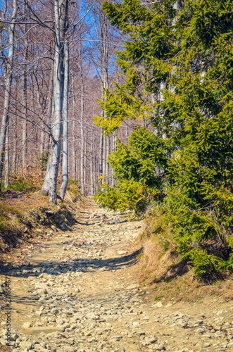 Fototapeta Naklejka Na Ścianę i Meble -  Spring forest mountain landscape. Path in the forest in the Polish mountains.