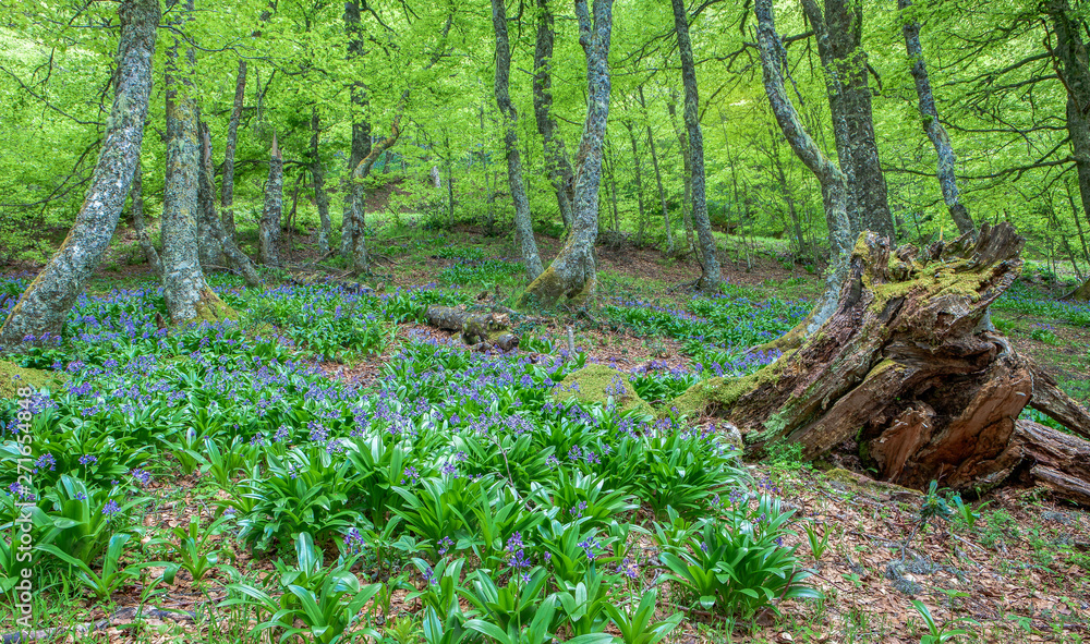 Blue wild flowers hyacinths growing in spring hardwood forest in Puerto de Ventana in Spain Blue wild flowers hyacinths growing in spring hardwood forest in Puerto de Ventana in Spain