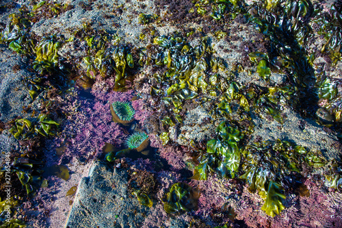 tidepool at low tide moss beach