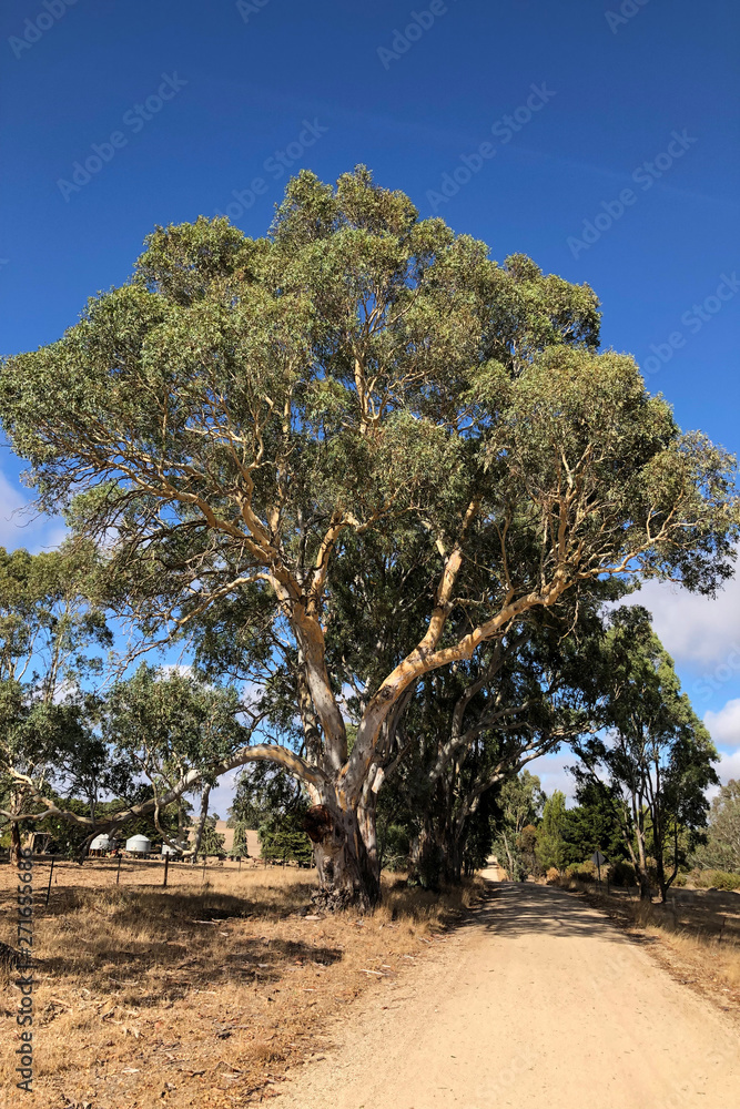 Fototapeta premium Huge Gum Tree in Australia