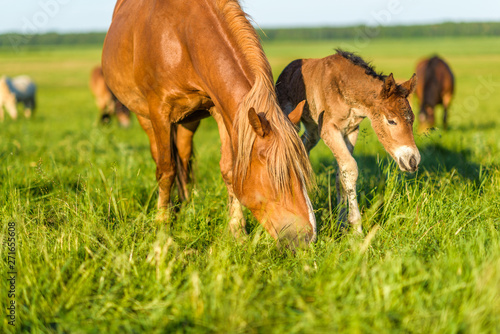 A horse in the pasture eats grass  in summer in sunny weather. It is photographed close-up.