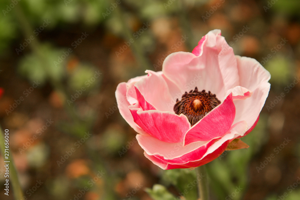 Pink Ranunculus flowers growing in garden on a sunny day. Closeup ...