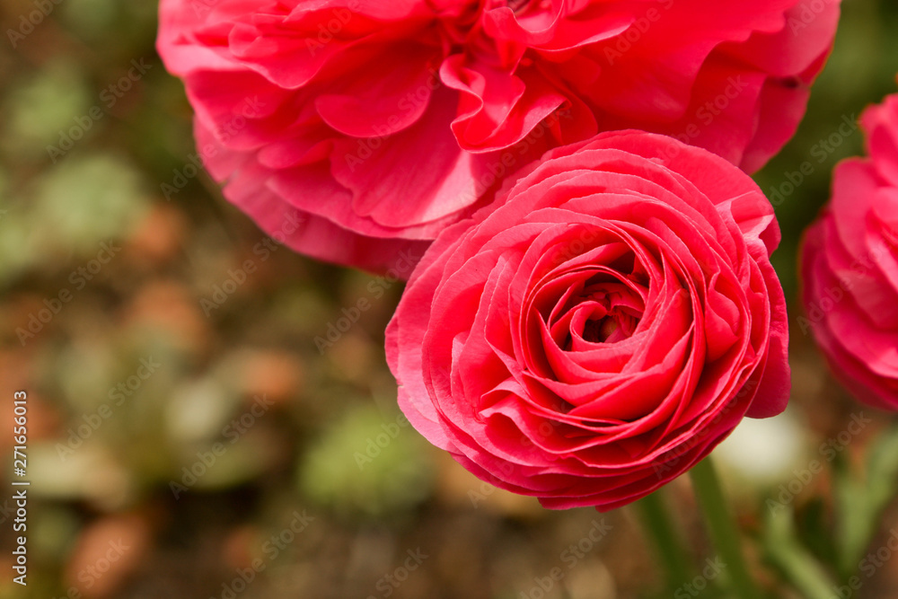Pink Ranunculus flowers growing in garden on a sunny day. Closeup fucsia flower. Pink Ranunculus flowers growing in garden on a sunny day. Closeup fucsia flower.