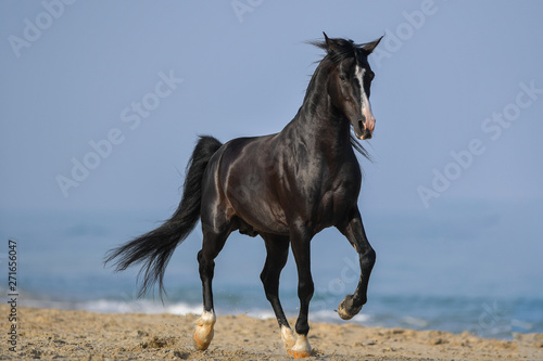 Portrait of a beautiful black horse on the sea beach