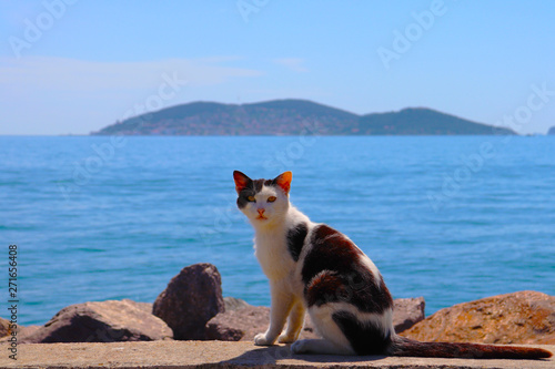 Islands, blue sea and sky, fisherman boats and a street cat in Istanbul's coast