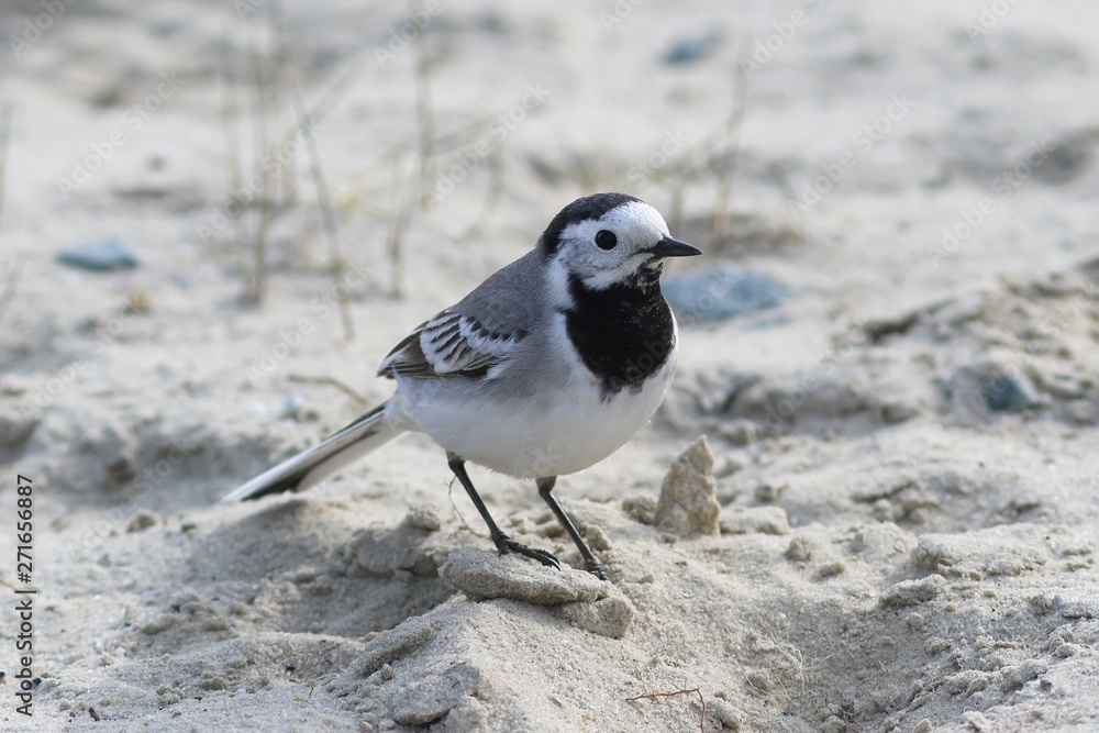 Motacilla alba. White Wagtail stands on the sand Motacilla alba. White Wagtail stands on the sand