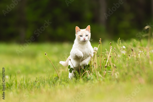 Cute White Pet Cat Having Fun and Running Through Long Grass