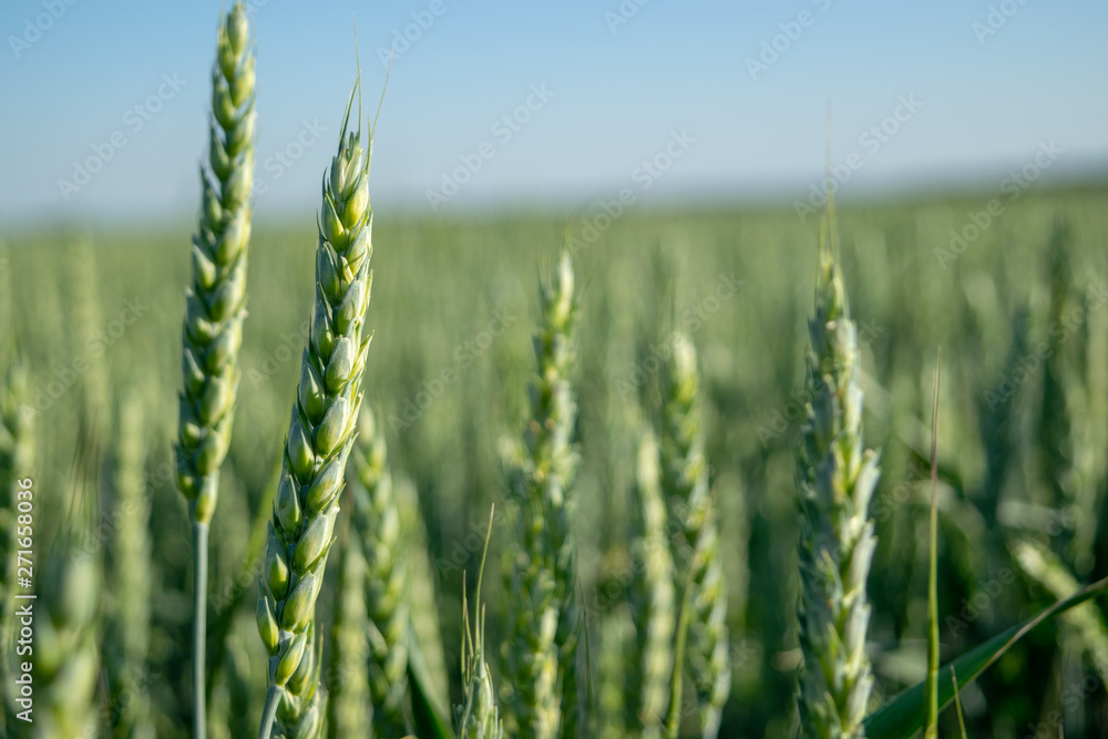 Fototapeta premium Two spikelets of wheat close-up on a blurred background