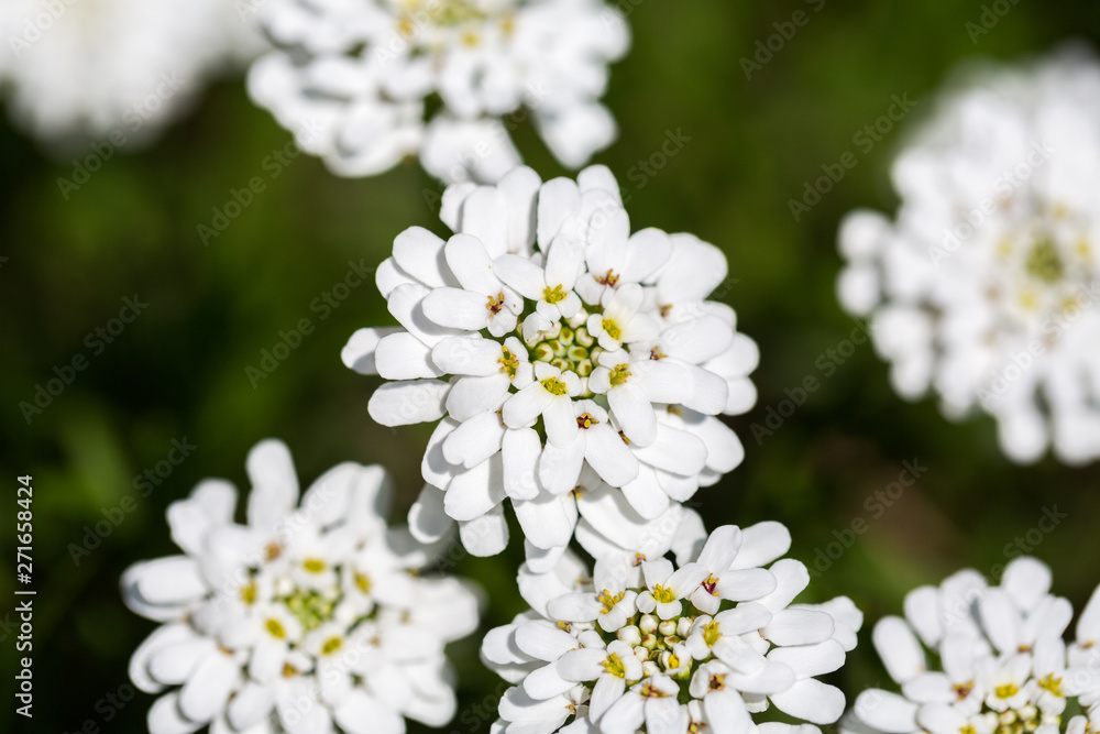 Close up / macro of blooming Evergreen Candytuft flower (also known as perennial candytuft; latin name: Iberis sempervirens). Close up / macro of blooming Evergreen Candytuft flower (also known as perennial candytuft; latin name: Iberis sempervirens).