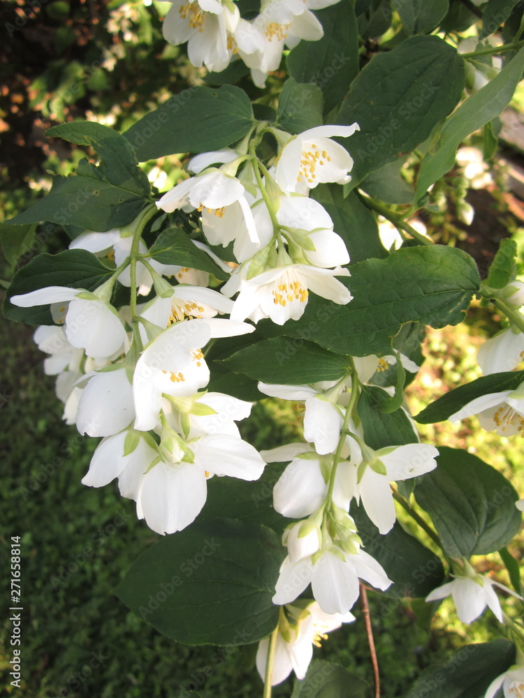 White jasmine flowers on a background of green leaves White jasmine flowers on a background of green leaves