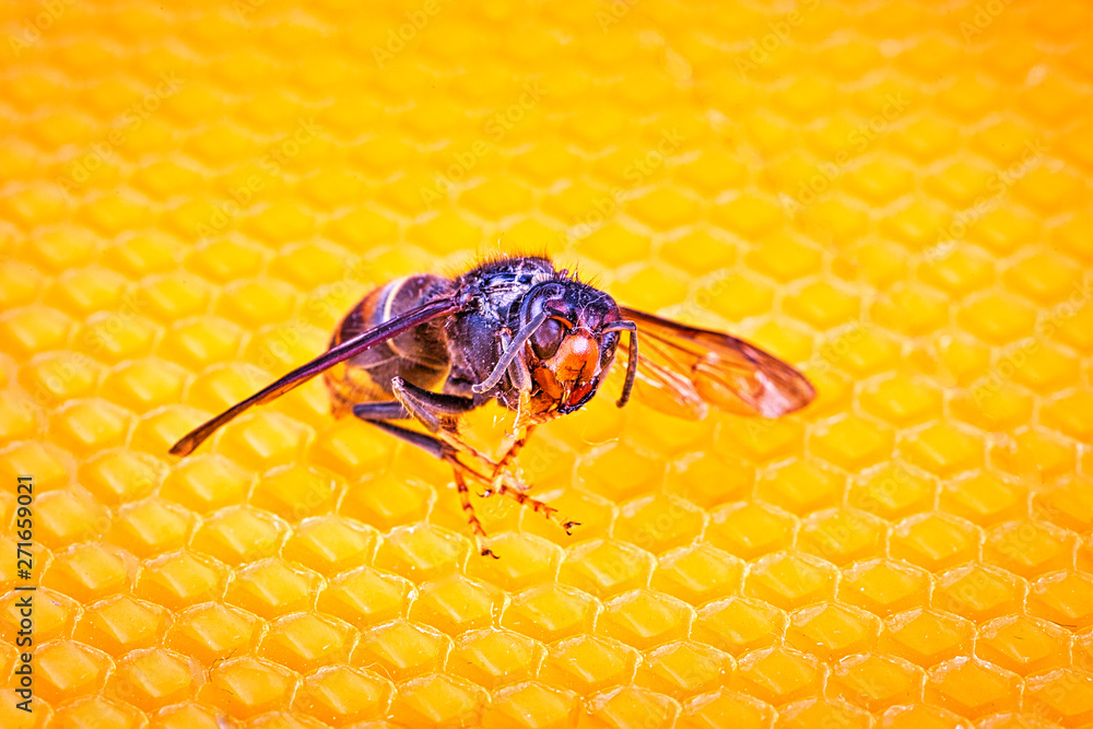 Alive asian hornet on his back on a frame of beehive Stock Photo ... Biology Diagrams