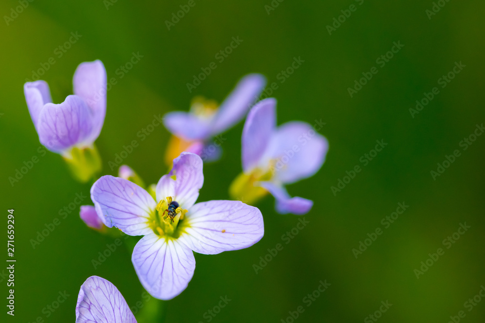 Fototapeta premium Pollen Walk