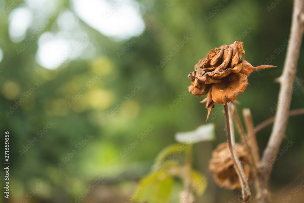 Rosa Seca Rosa Seca