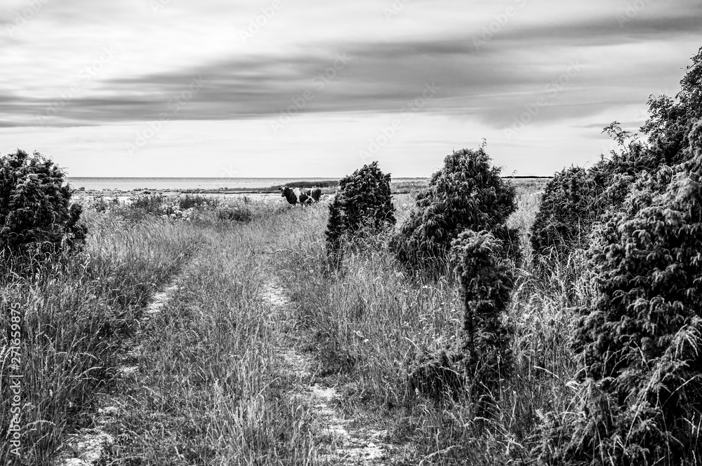 Black and white picture of a cow on a beach at Saaremaa Estonia
