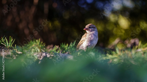 Female Spanish Sparrow Passer hispaniolensis photo