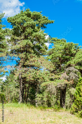 A pine tree and juniper tree at Saaremaa Estonia in summer time