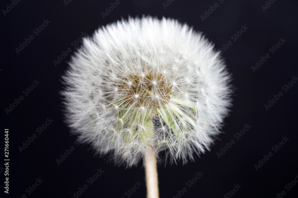 Dandelion as a detail photographed in high resolution and sharp Dandelion as a detail photographed in high resolution and sharp