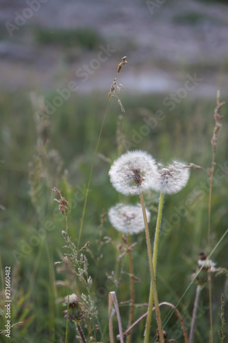 Three dandelions, in a meadow
