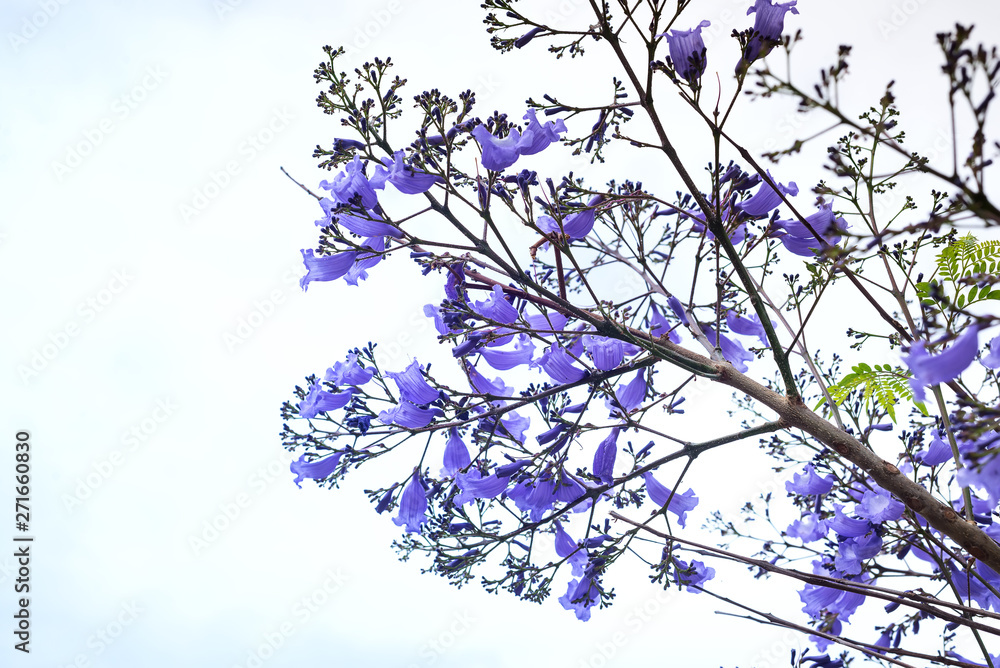 beautiful blooming purple Jacaranda tree on sky background
