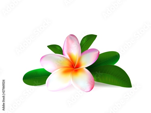 Realistic pink plumeria flower with fresh green leaves isolated  on white background