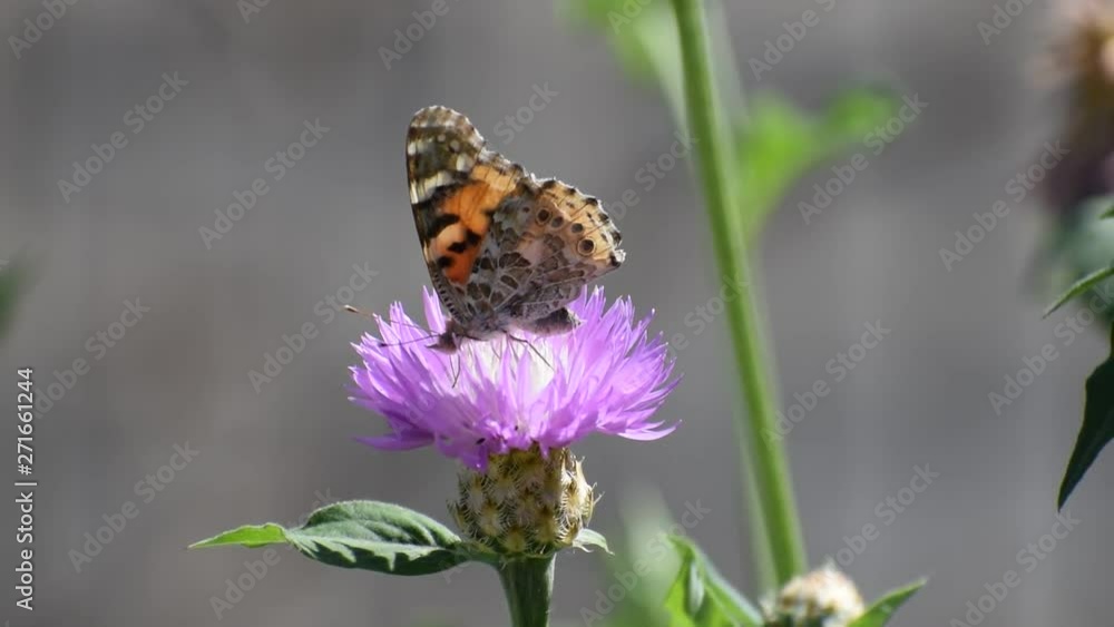 A brown butterfly with beautiful wings collects pollen on a flower on a sunny day in the wind. A brown butterfly with beautiful wings collects pollen on a flower on a sunny day in the wind.