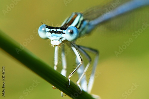 macro shot of dragonfly siting on straw
