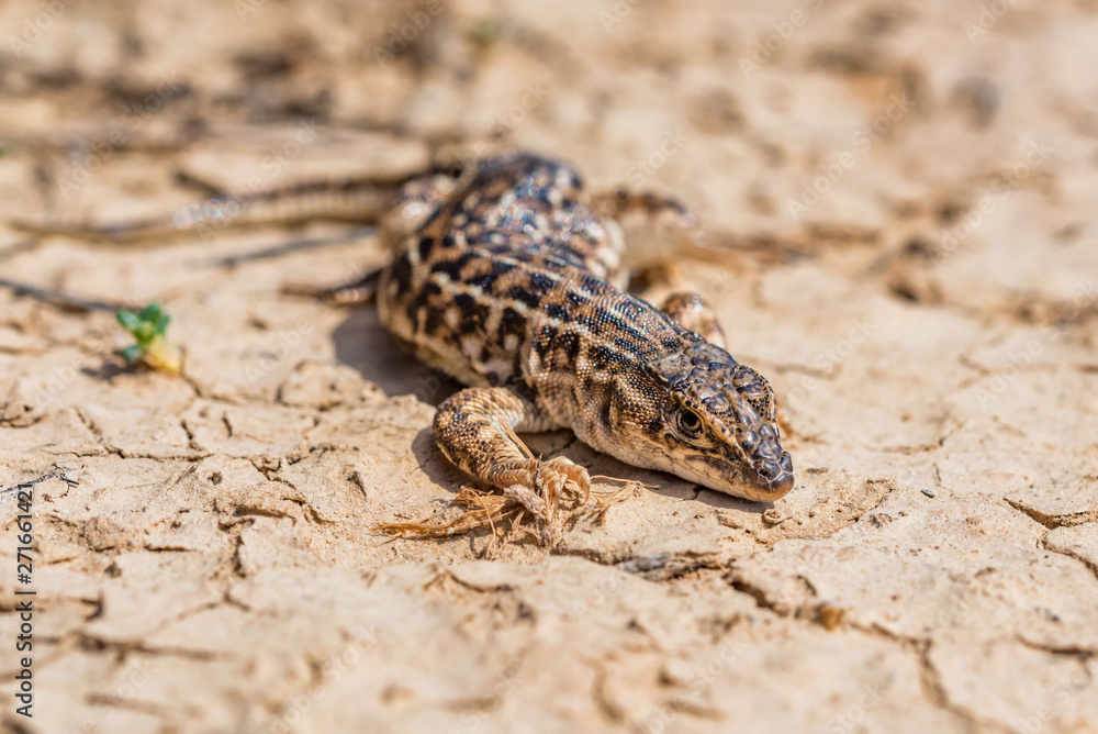 Steppe Runner Lizard or Eremias arguta on dry ground close Steppe Runner Lizard or Eremias arguta on dry ground close