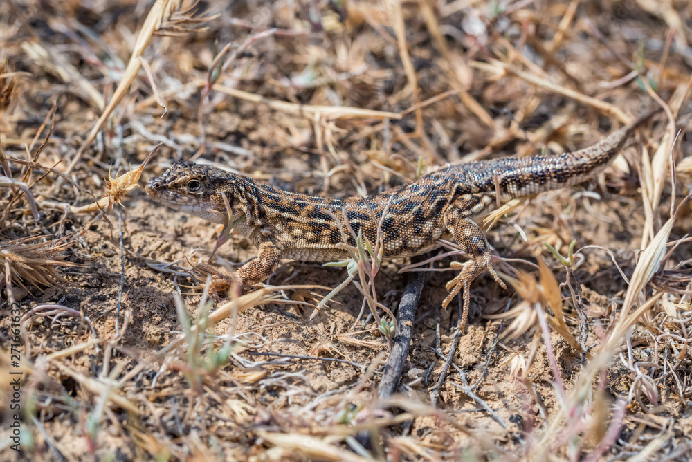 Steppe Runner Lizard or Eremias arguta in dry grass close Steppe Runner Lizard or Eremias arguta in dry grass close