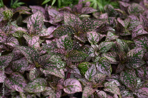 Pink Hypoestes photo