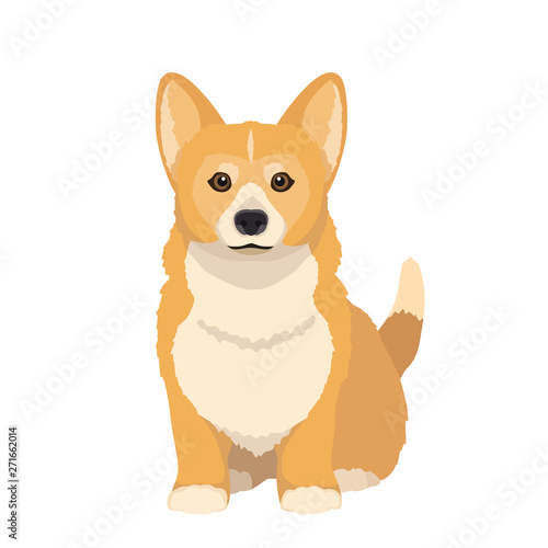 Cute cartoon pembroke welsh corgi vector illustration. Sitting dog isolated on white background.