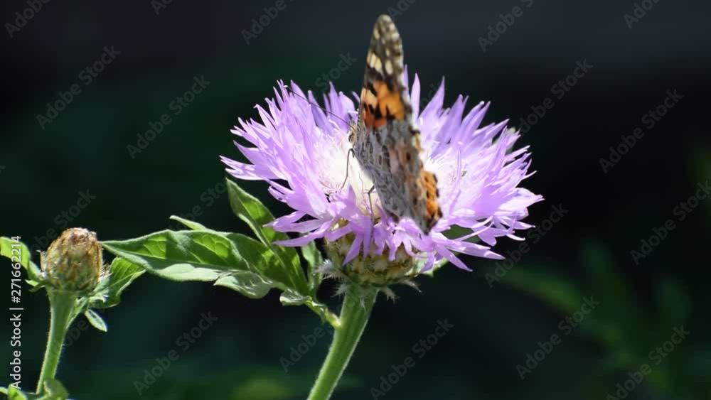 A butterfly with beautiful wings collects pollen on a flower close-up, next to a small unblown flower A butterfly with beautiful wings collects pollen on a flower close-up, next to a small unblown flower