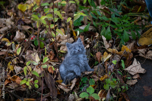 Domestic cat resting outdoor