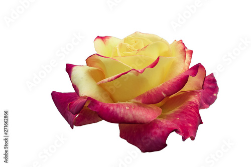 Fully uncovered, two-tone with many shades lovely rose plant flower, isolated on white