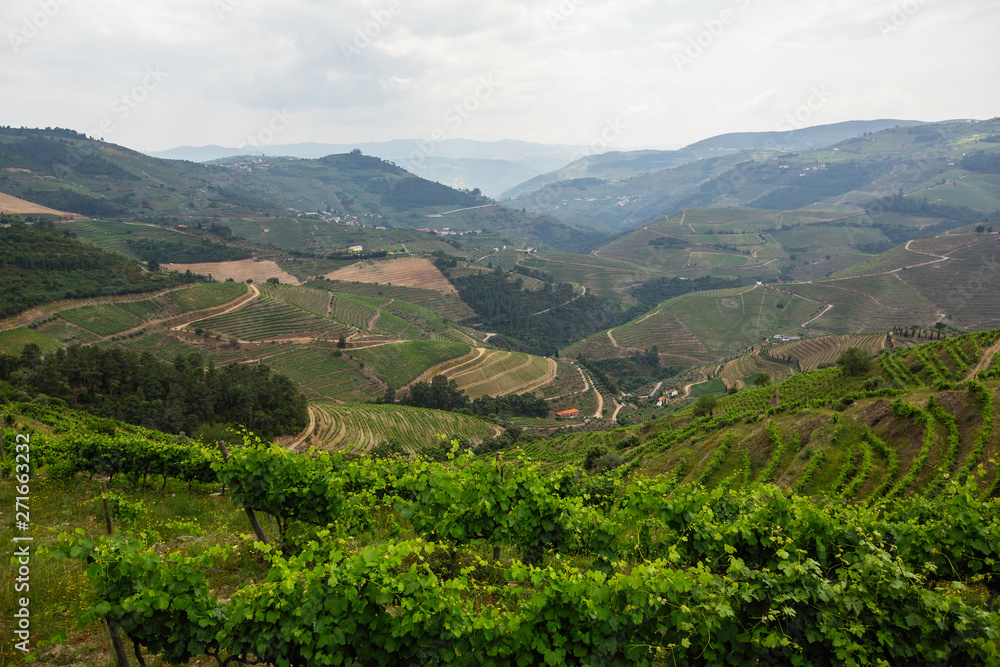 View of the Douro valley and vineyards in the hills, Porto, Portugal.