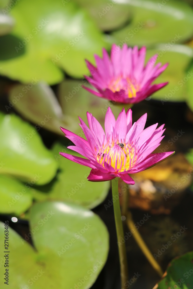 Obraz premium lotus in pond