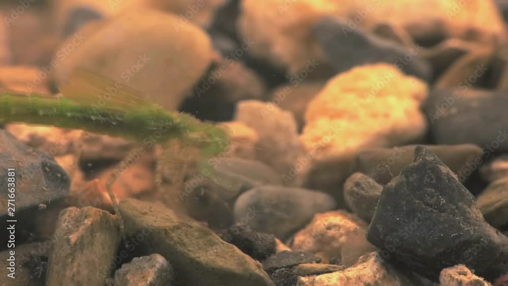Damselfly larvae hunting mosquito larvae 1141 9 Damselfly larvae hunting mosquito larvae 1141 9