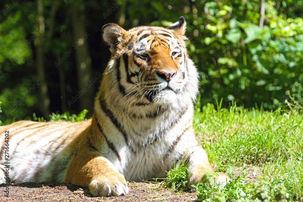 Fototapeta premium Tiger in einem dichten Wald.