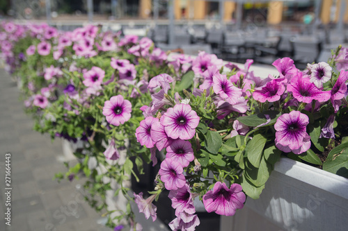 Flowerbed with purple petunias on a city street. Flowers © DmyTo