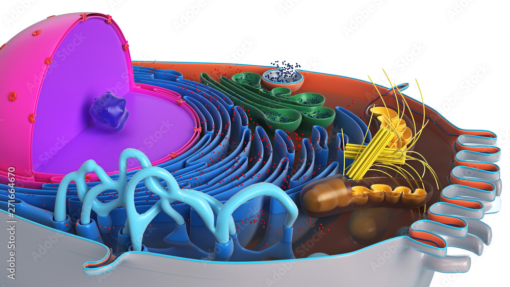 Animal cell in section, multi-colored science biology, close ...