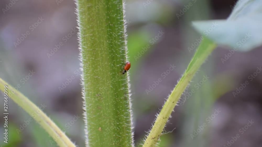 Insect ladybug crawling on the trunk of a sunflower large paln